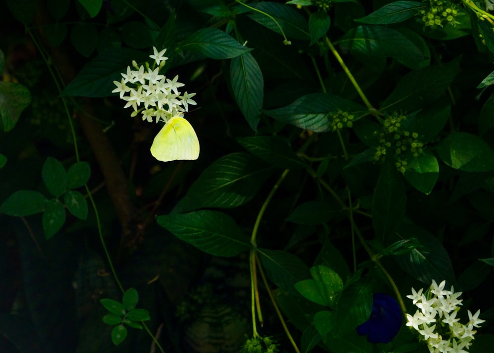 white flower with green leaves