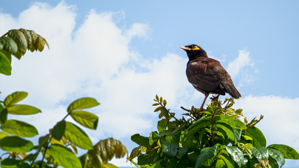 brown bird on tree branch during daytime