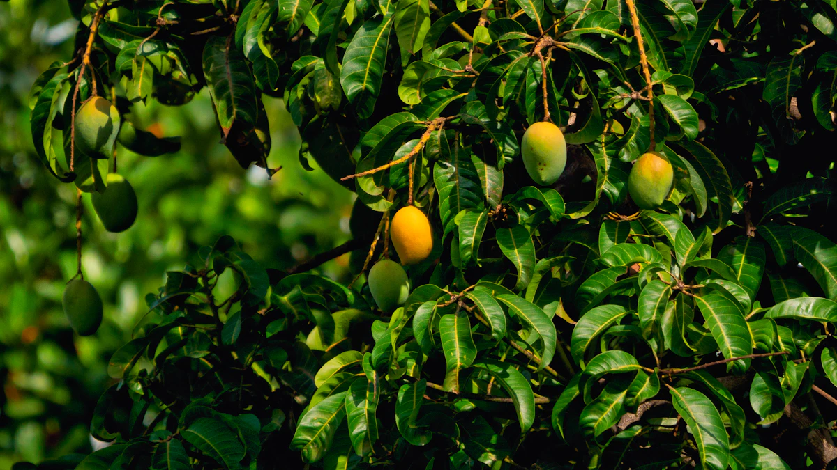 Green mangoes ripening on a mango tree with long leaves