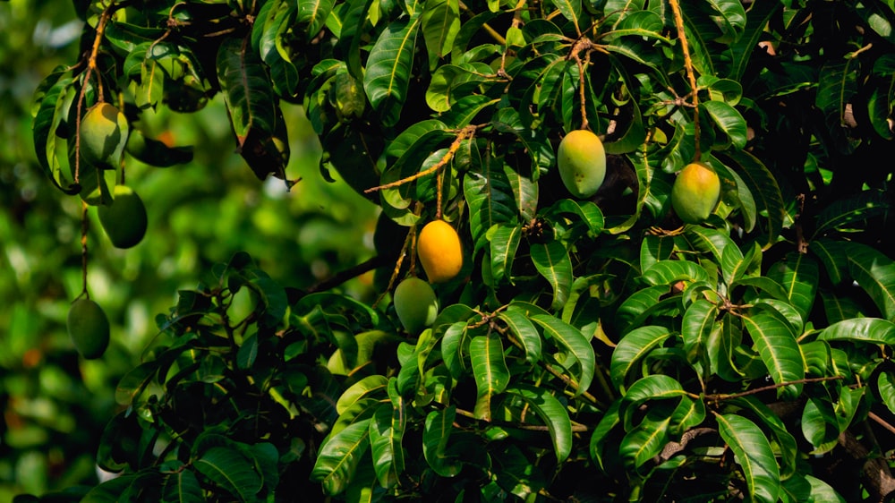 fruits ronds jaunes sur l’arbre