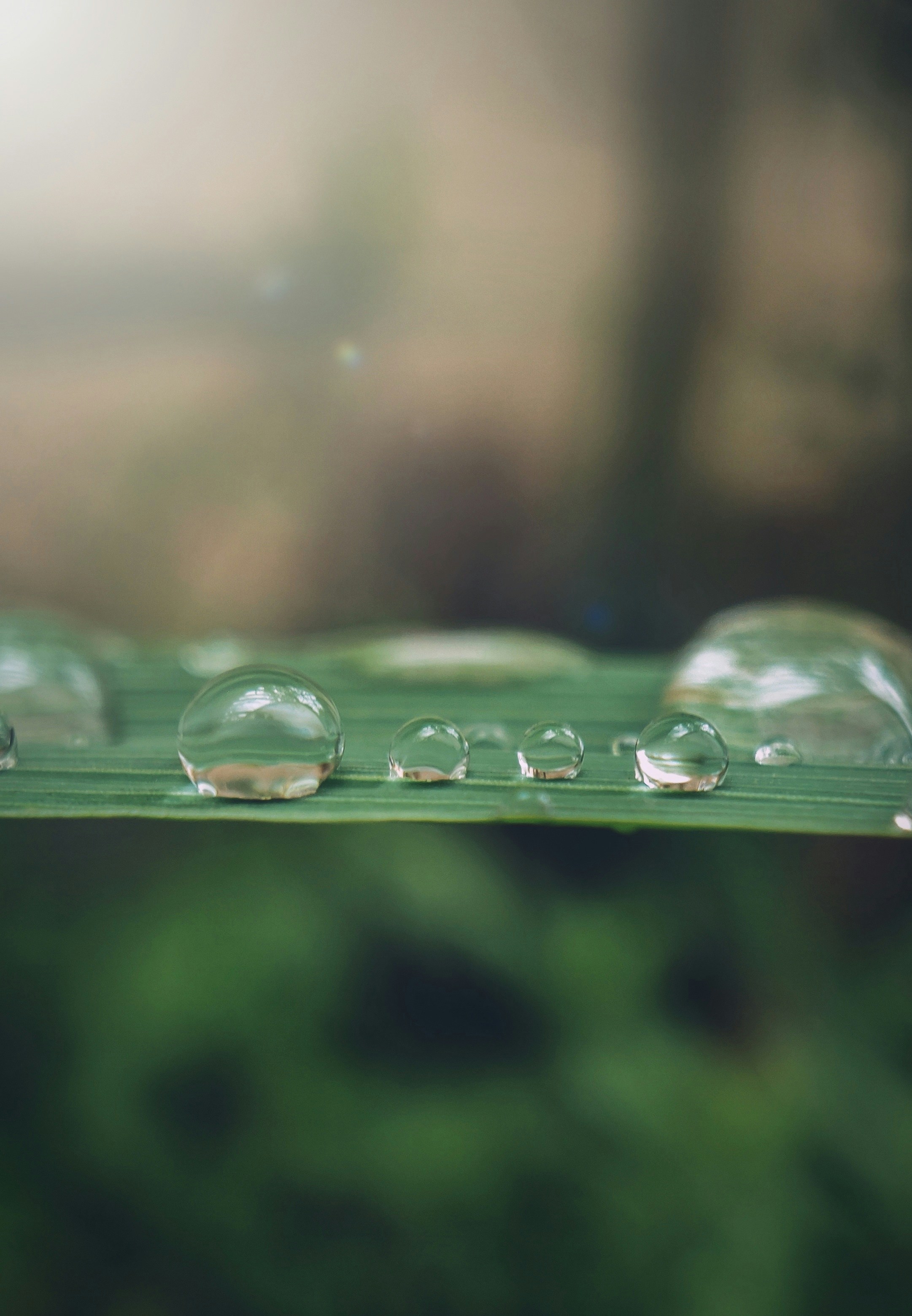Wassertröpfchen auf grünem Gras tagsüber
