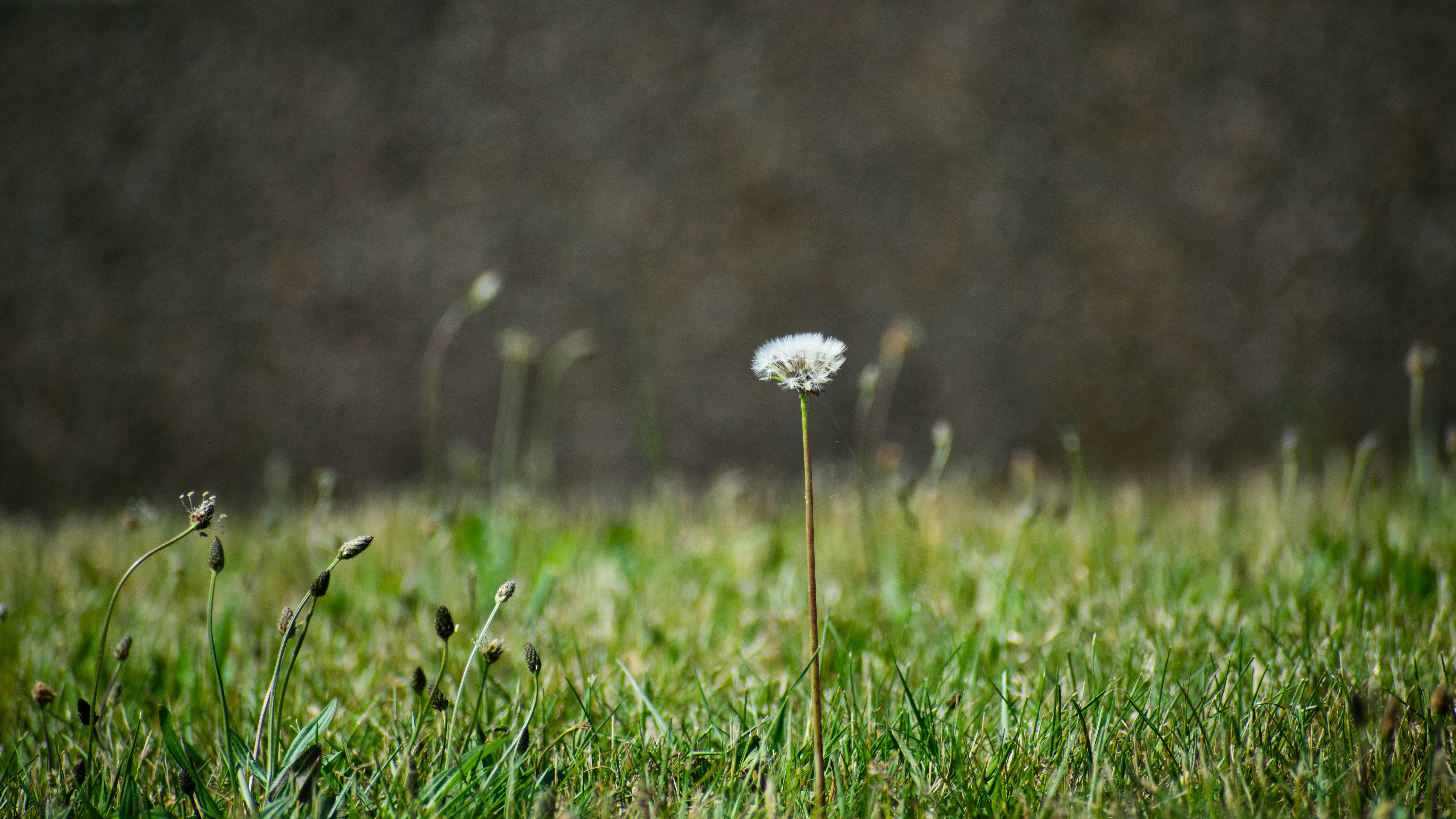 Photo by prateekpisat