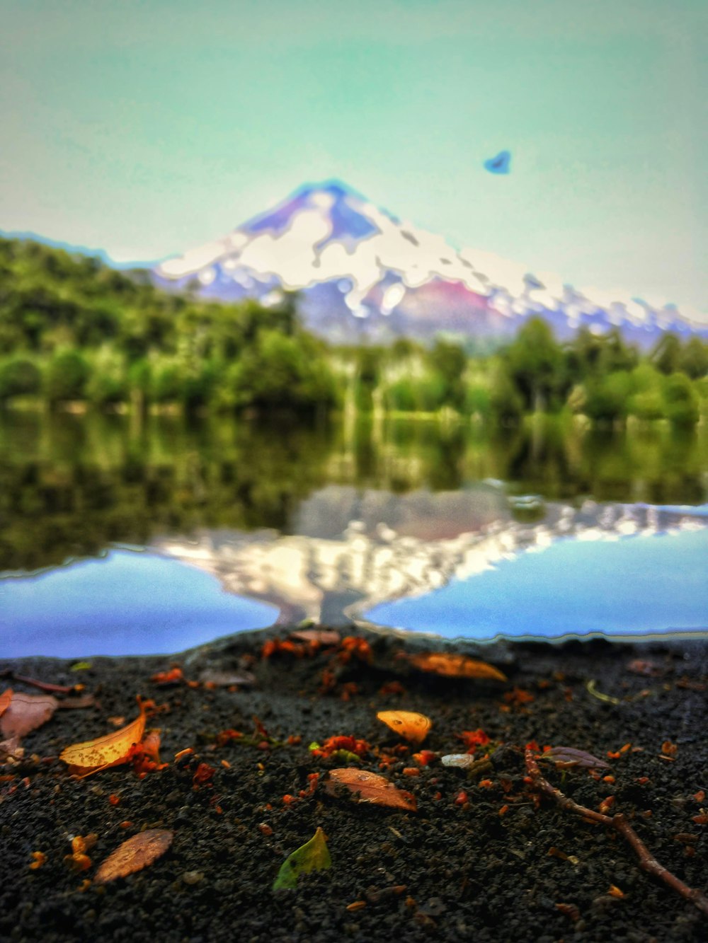 brown dried leaves on ground near lake during daytime