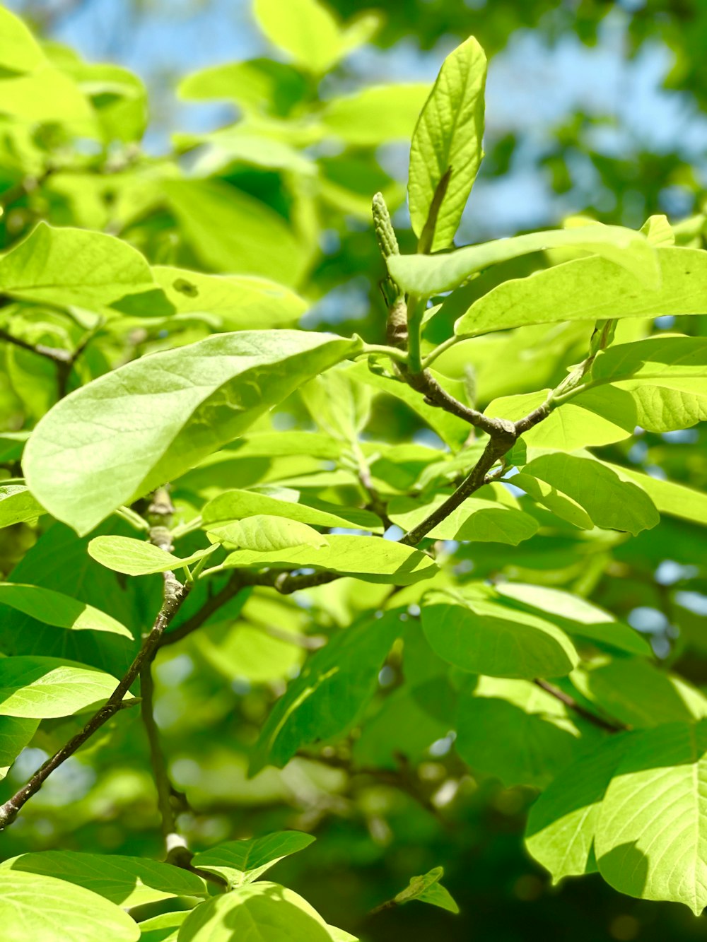 green leaves in macro lens