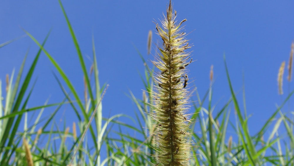 green wheat plant during daytime