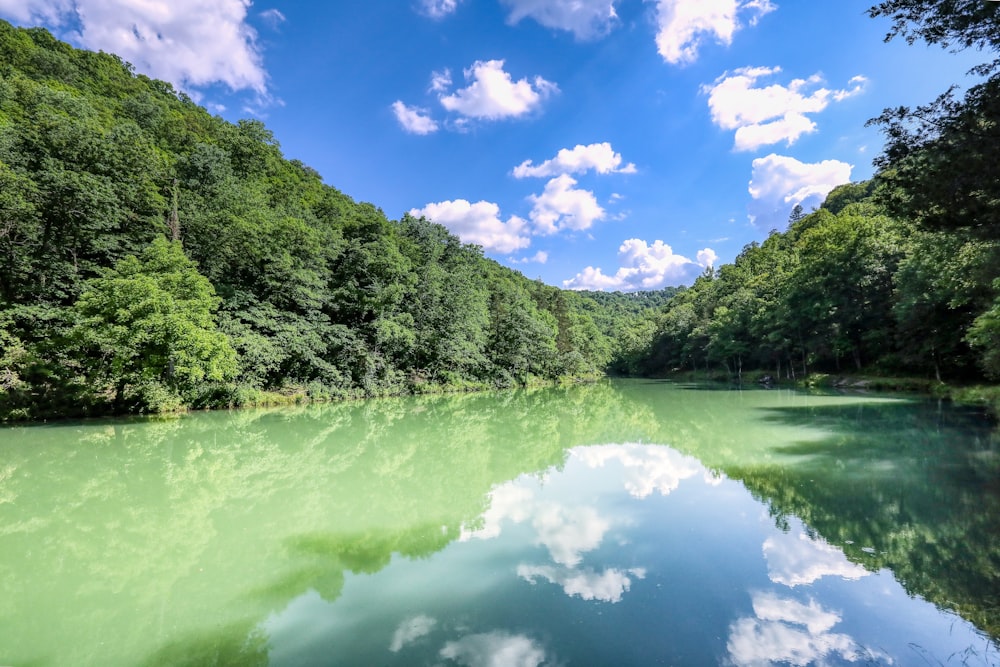 Alberi verdi accanto al fiume sotto il cielo blu durante il giorno