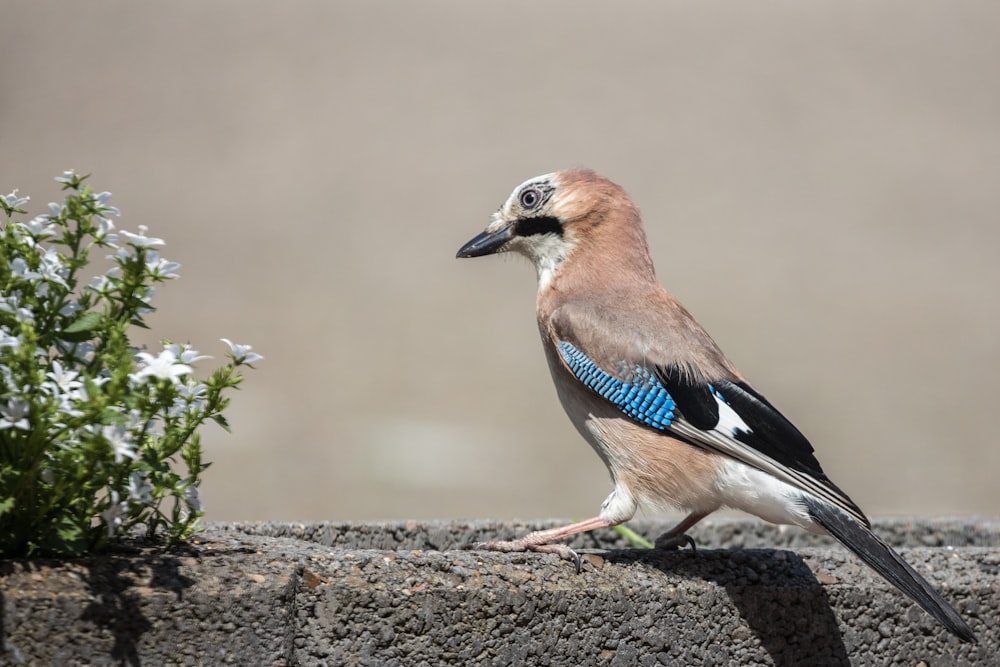 brown and blue bird on gray rock