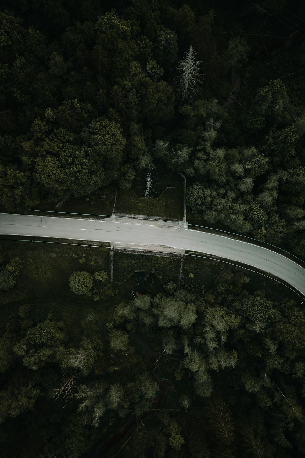 aerial view of green trees and road