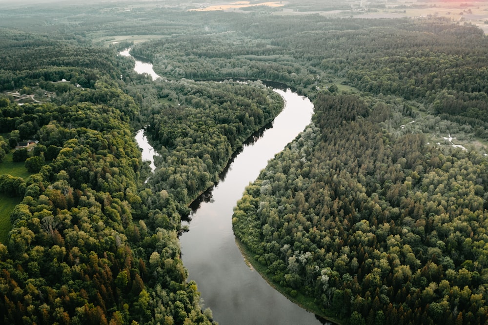 aerial view of green trees and river