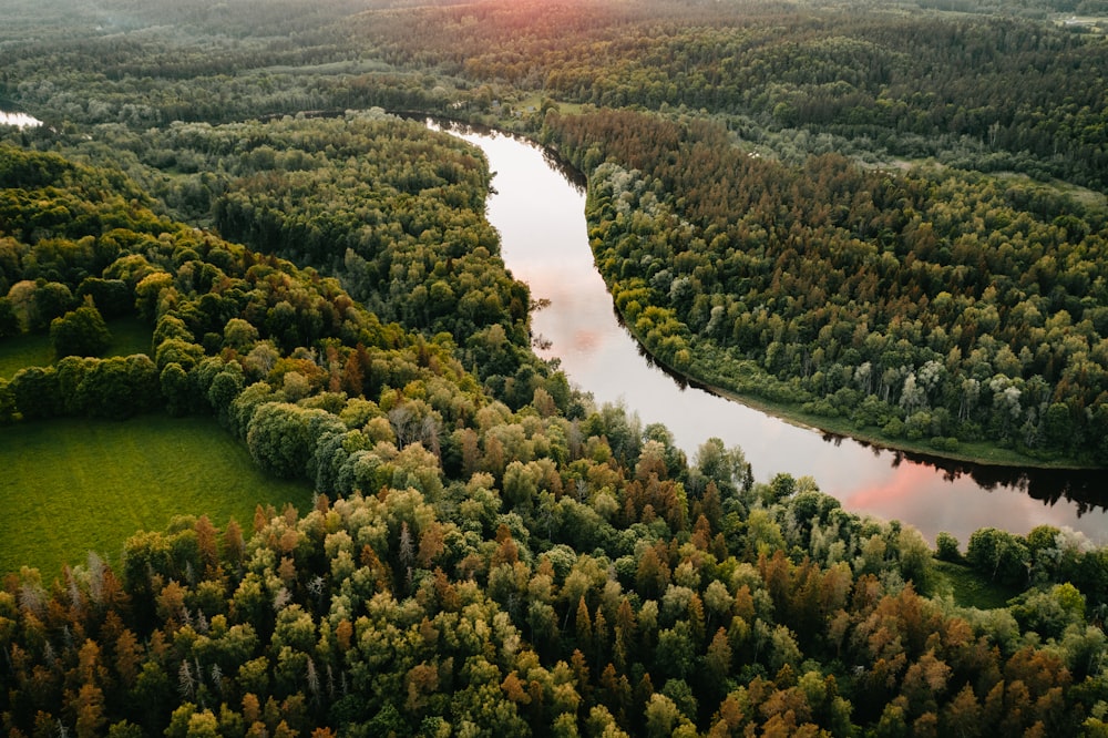 green trees near river during daytime