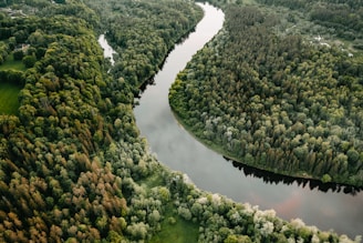 Aerial view of a lush green forest with a river flowing through it.