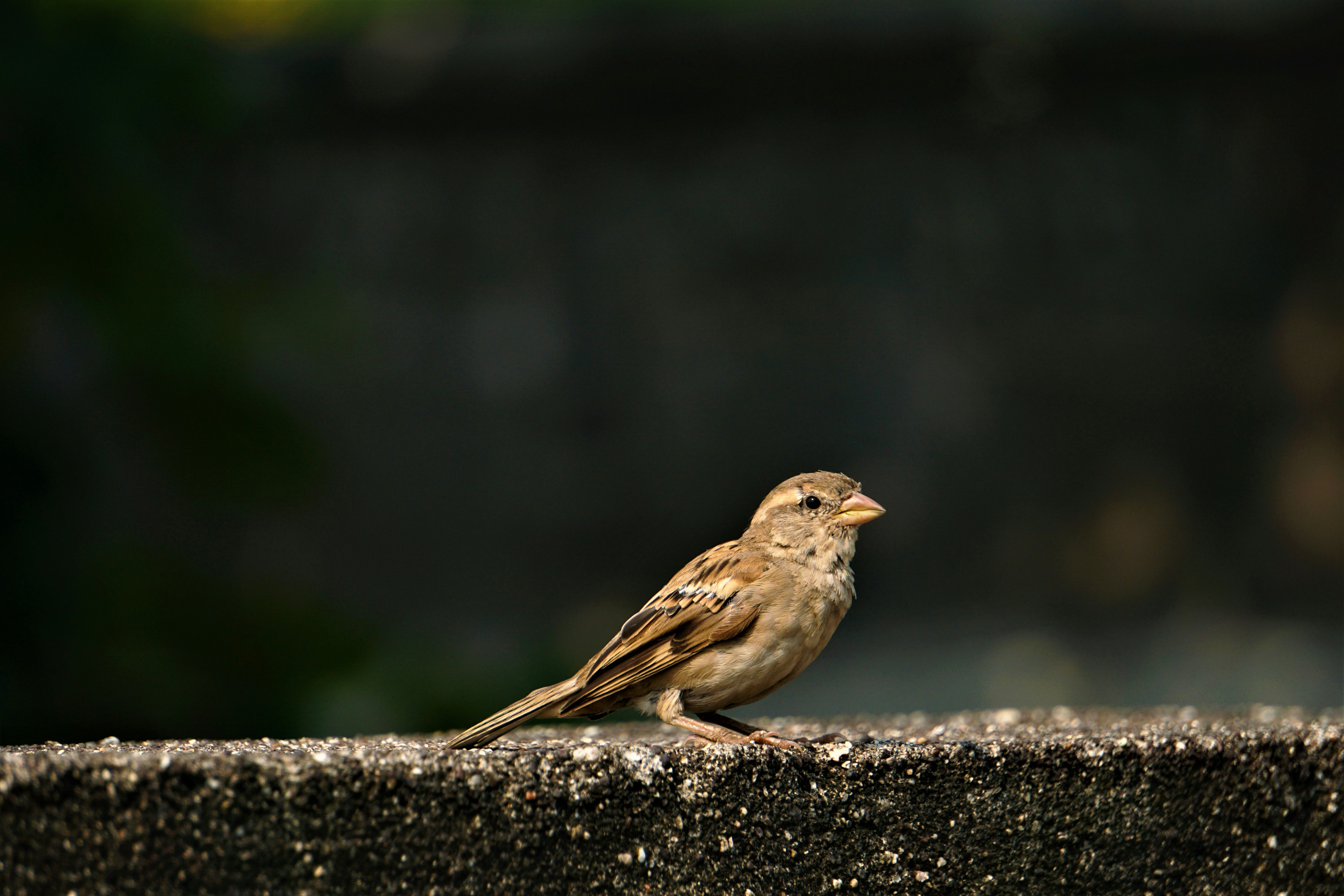 Photo by rds_shutter