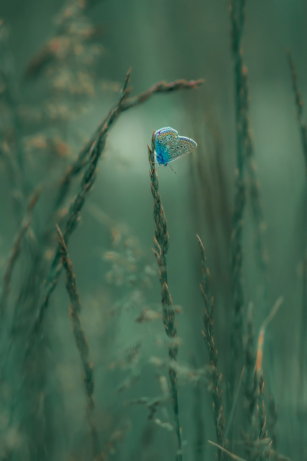 blue and green dragonfly on green grass during daytime