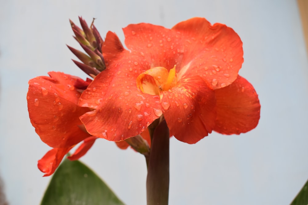 red flower in macro shot