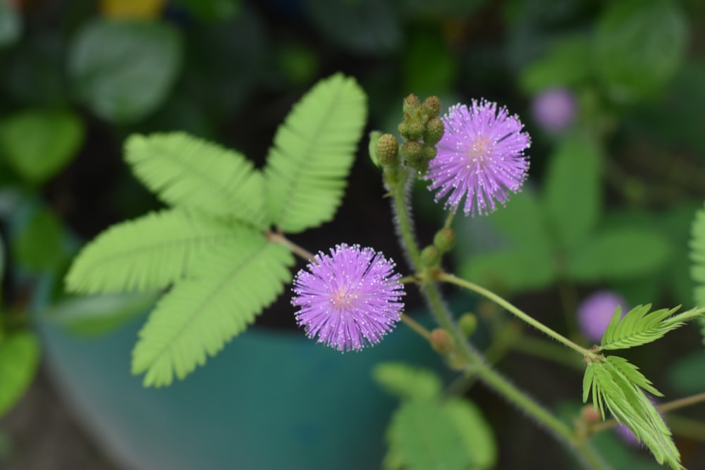 purple flower in tilt shift lens