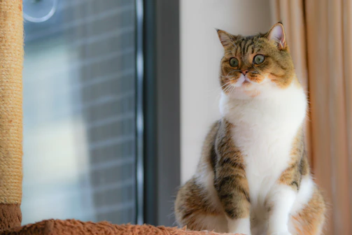 A sleek cat modeling a vibrant, custom-fitted coat indoors with soft natural light.