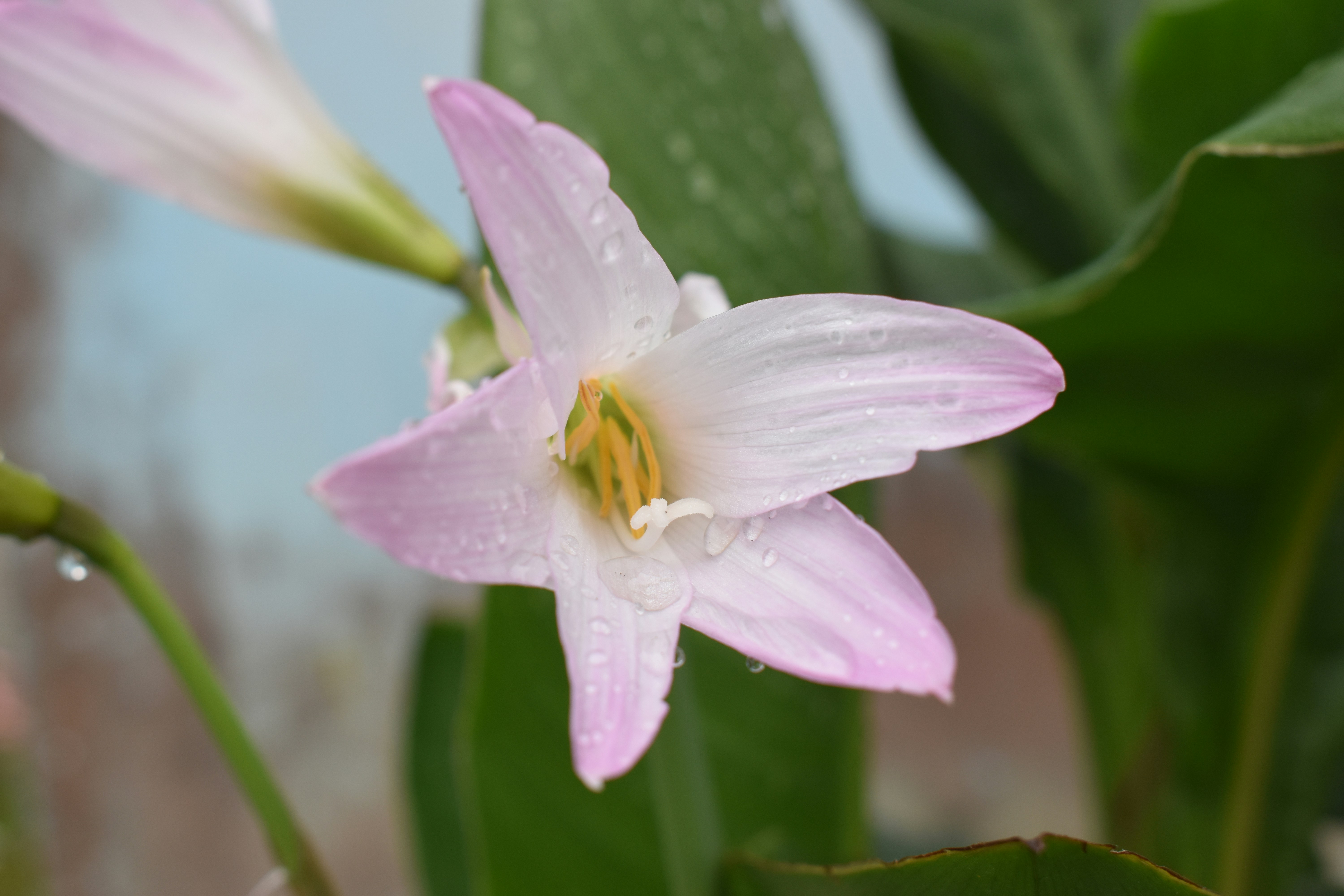 white and purple flower in tilt shift lens
