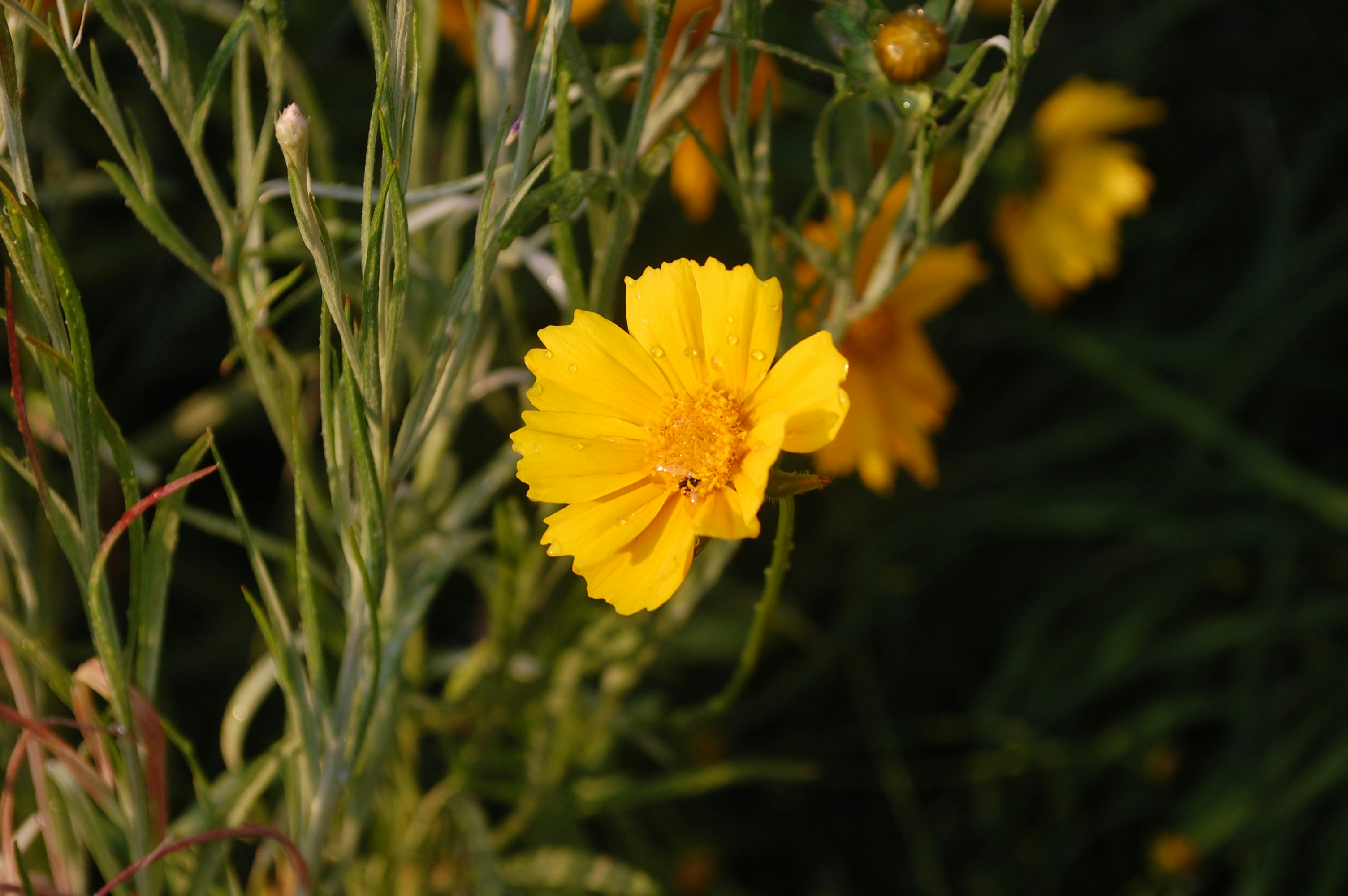 Photo by gayanindrajithratnayake