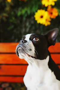 black and white boston terrier