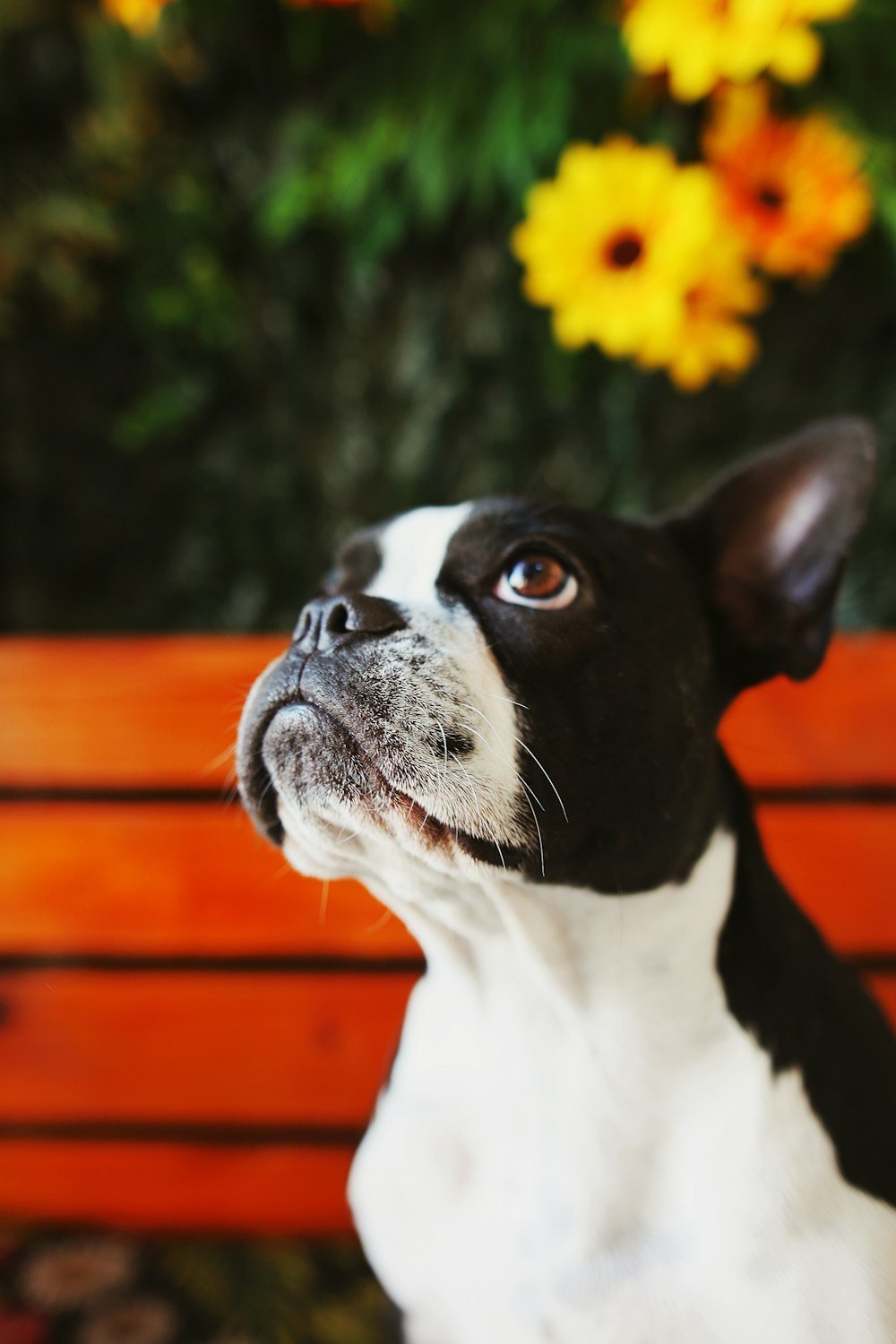 Boston Terrier blanco y negro