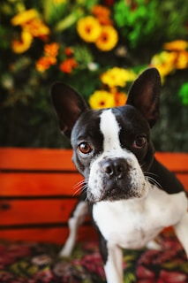 black and white short coated dog on brown wooden bench