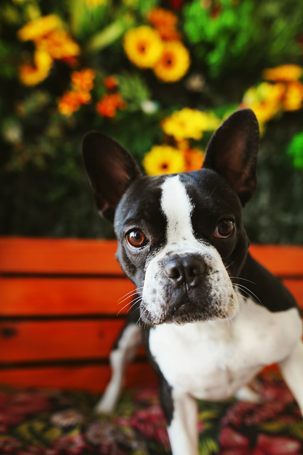 black and white short coated dog on brown wooden bench