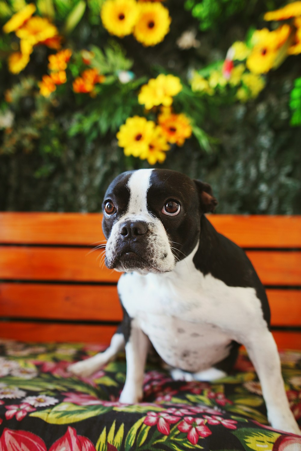 black and white short coated dog on brown wooden bench