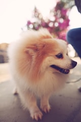 brown pomeranian puppy on focus photo