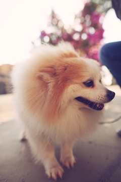 brown pomeranian puppy on focus photo