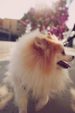white long coat small dog