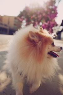 white long coat small dog