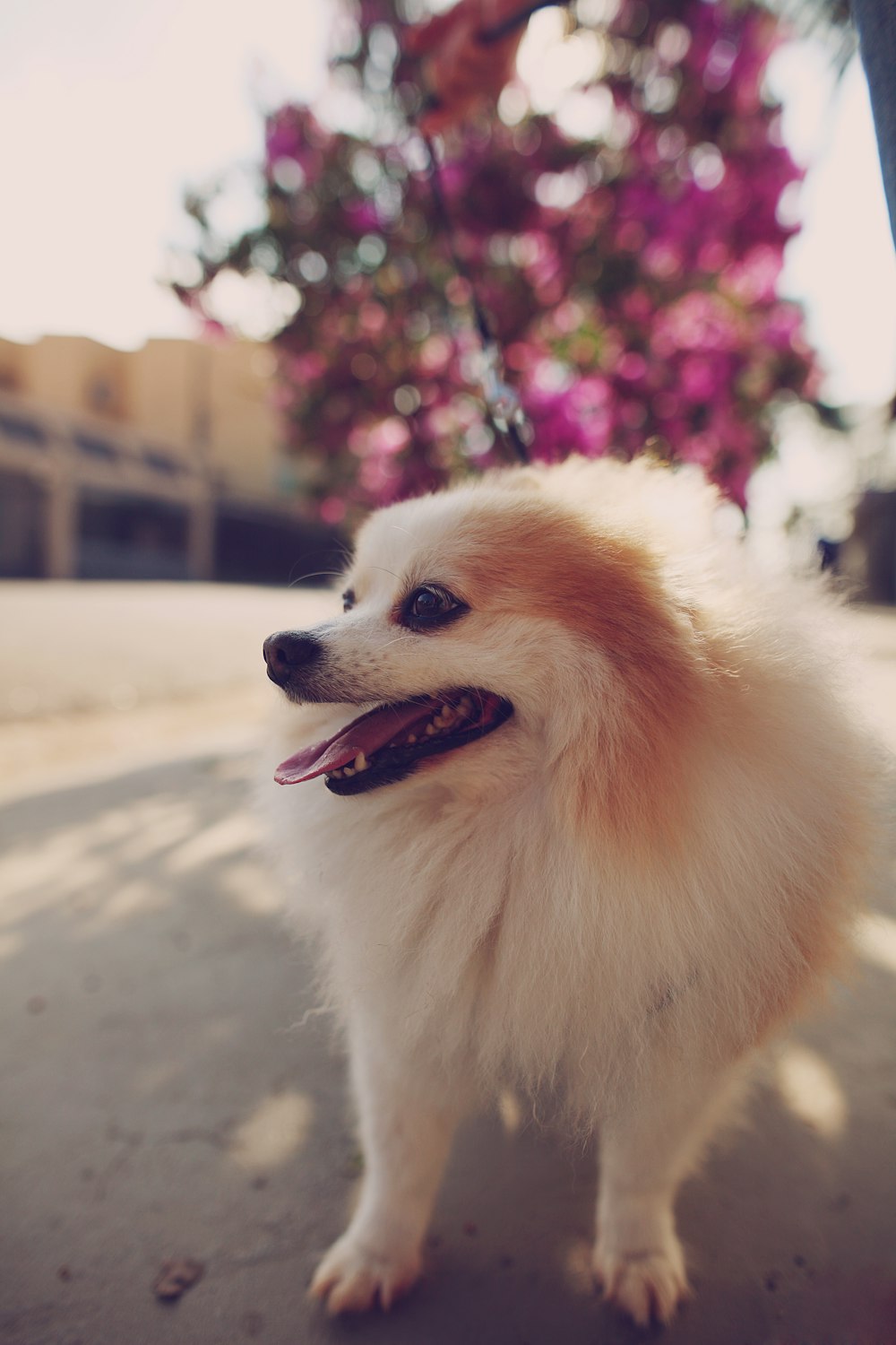 Pomerania blanca en la carretera durante el día