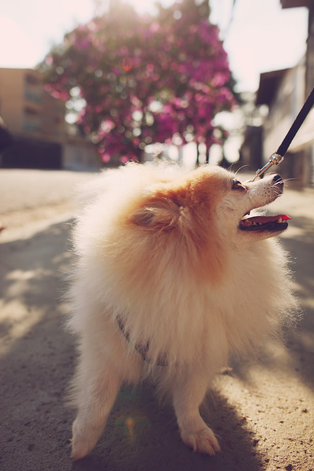 Perro pomerania marrón sobre pavimento de concreto gris durante el día