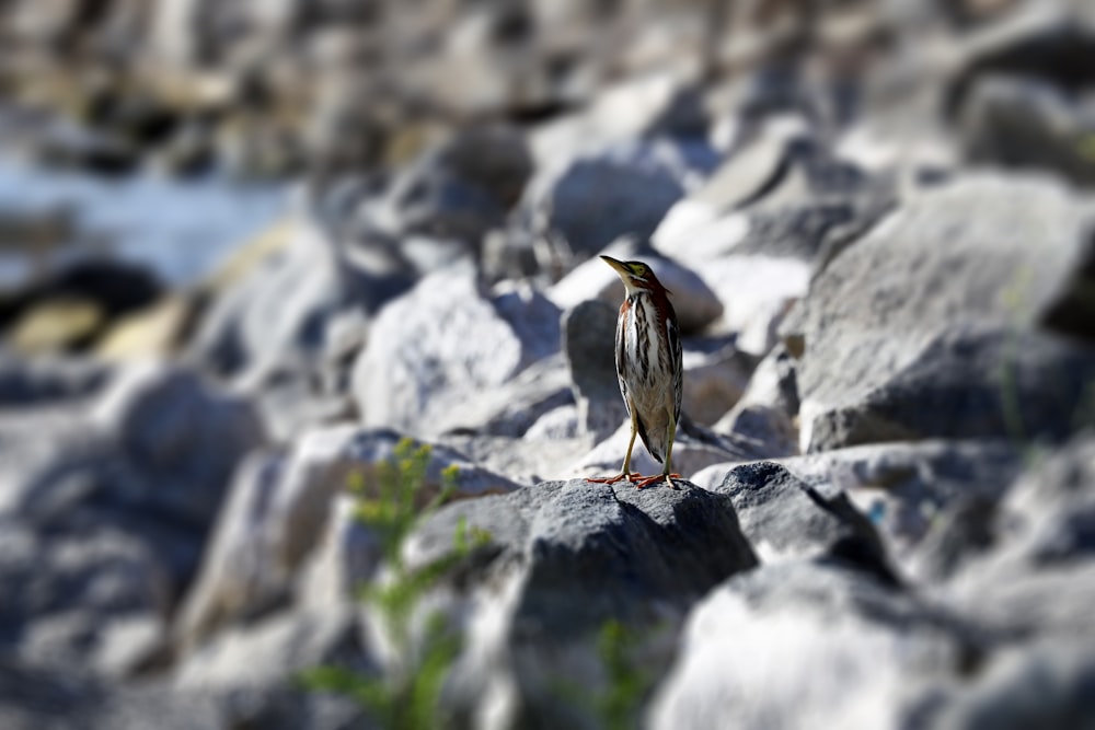 brown and black bird on gray rock
