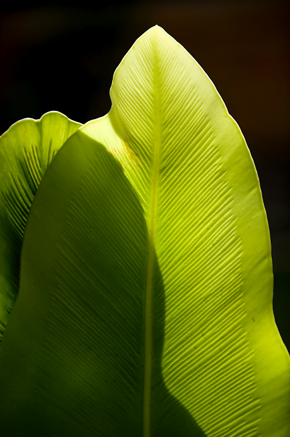 green leaf in close up photography