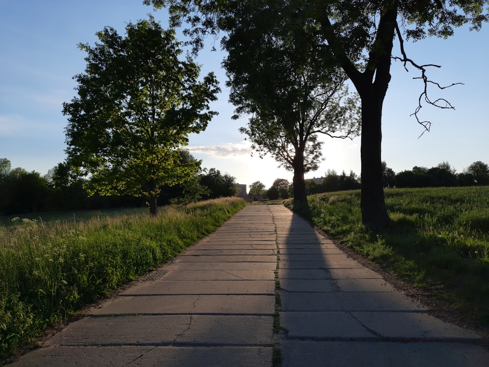 brown wooden pathway between green grass field during daytime