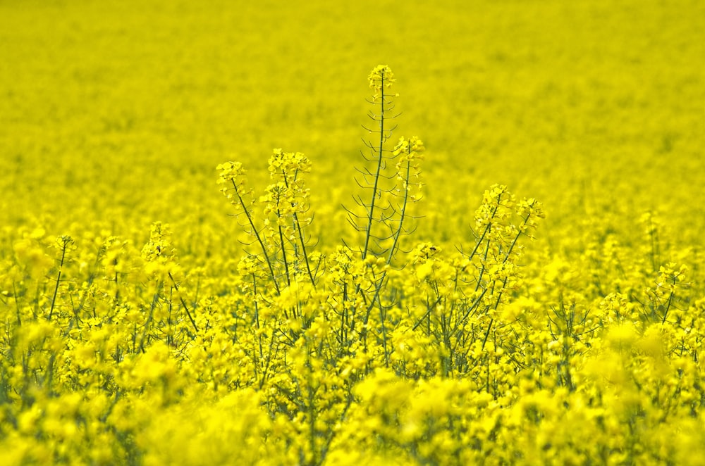 yellow flower field during daytime