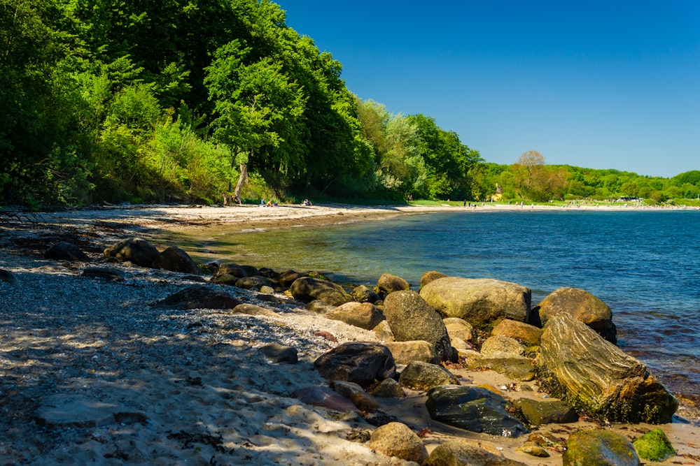 green trees beside body of water during daytime