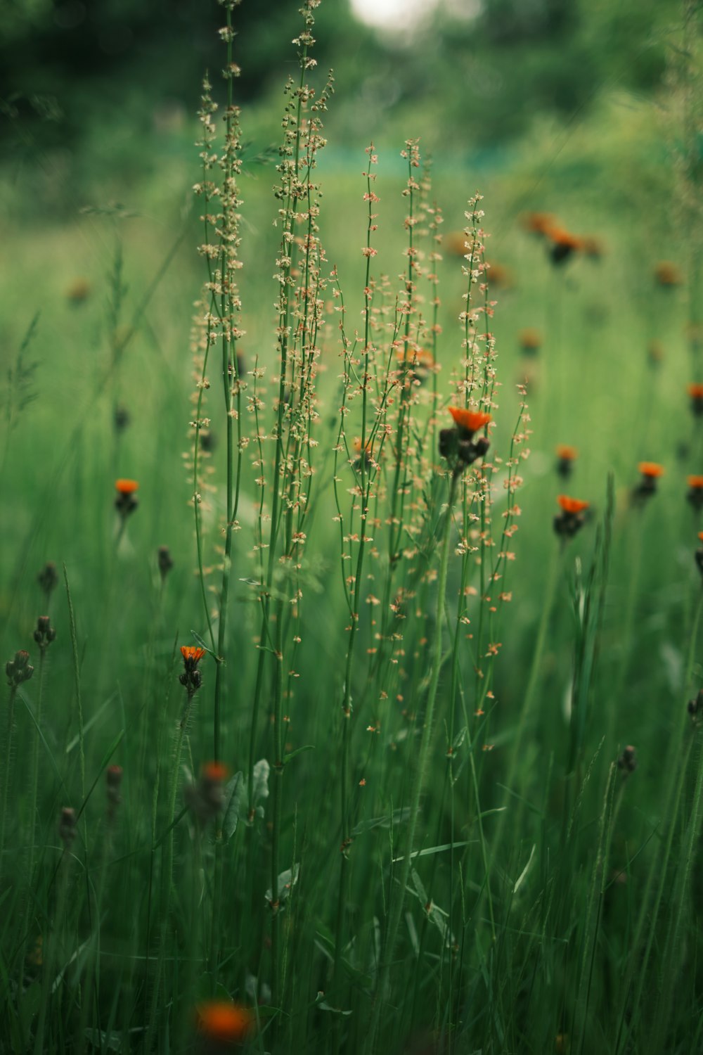 orange flower in the middle of green grass field