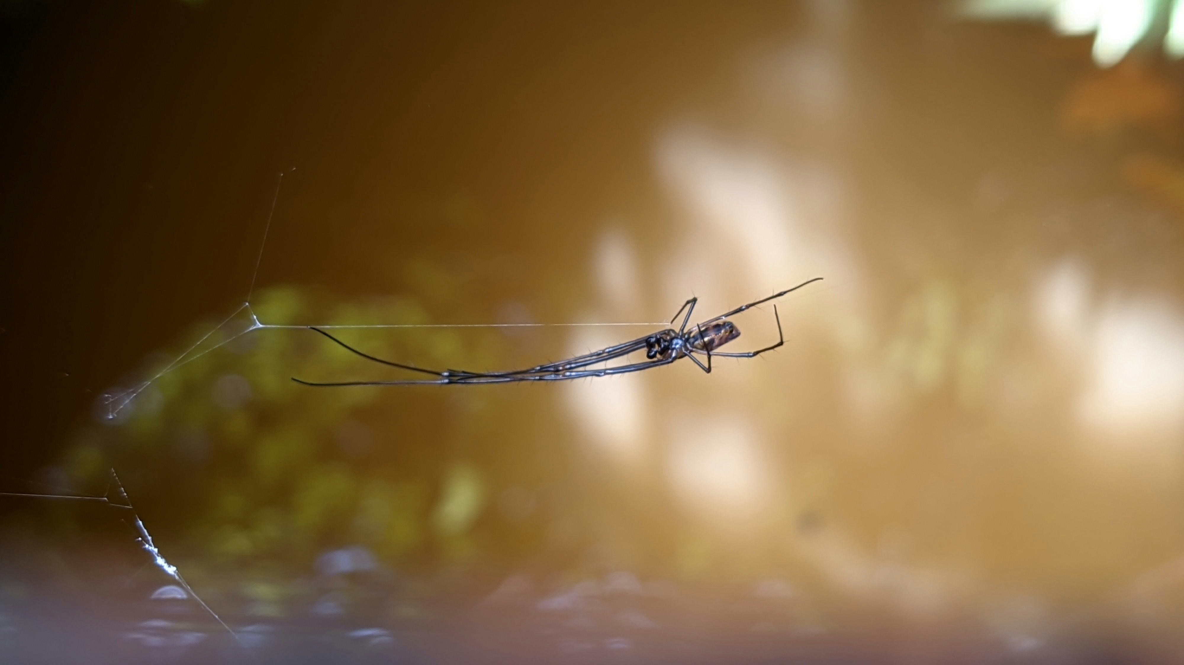 Binarium header image