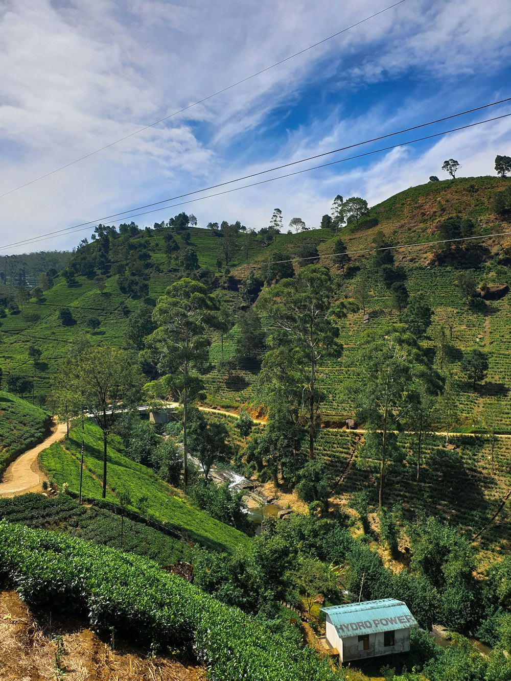 green trees under blue sky during daytime