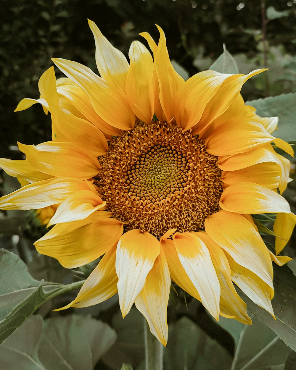 yellow sunflower in close up photography