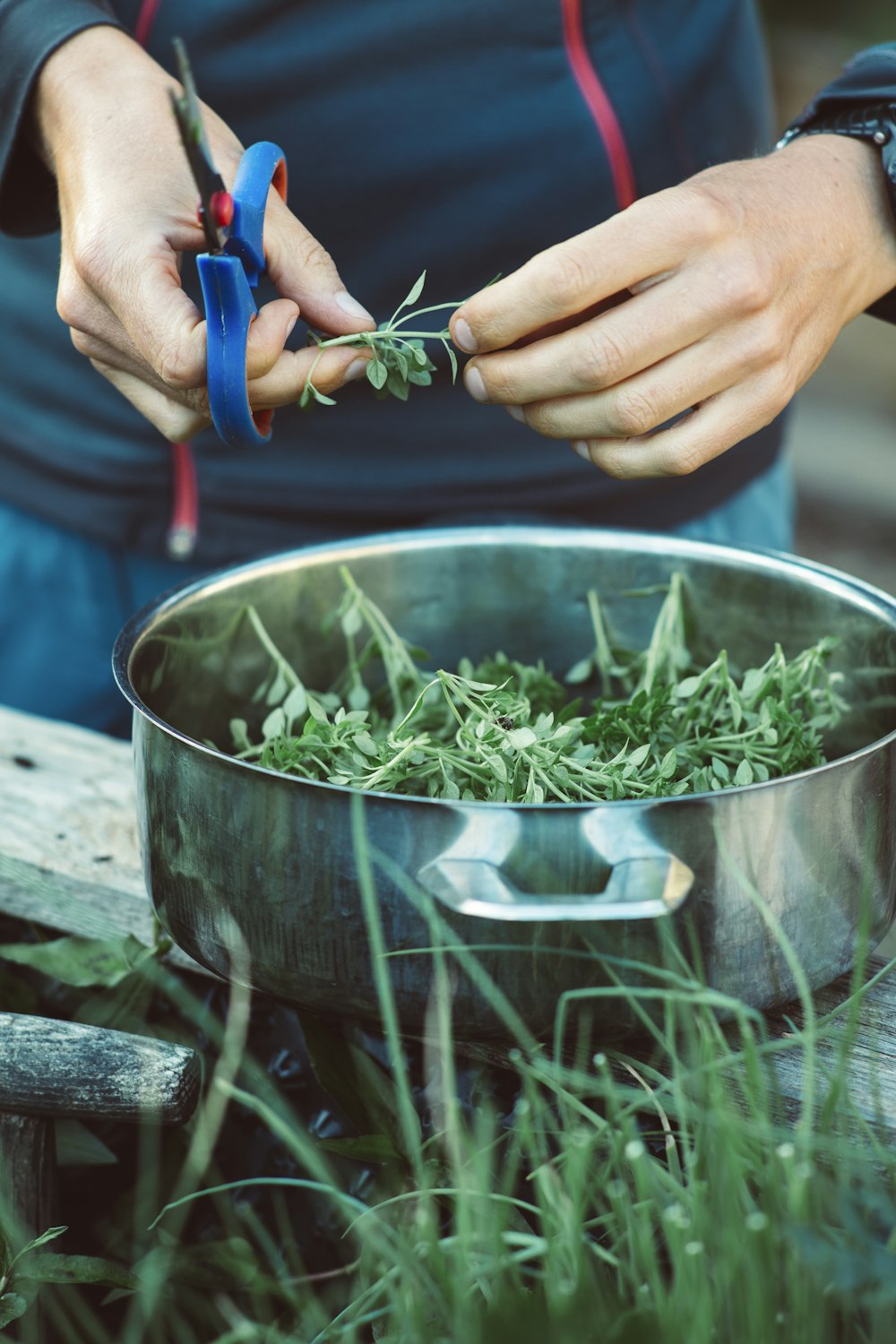 person holding blue and red scissors cutting green leaves