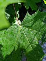 A close-up of dew-kissed maple leaves highlighting the farm’s connection to nature.