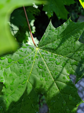 A close-up of dew-kissed maple leaves highlighting the farm’s connection to nature.