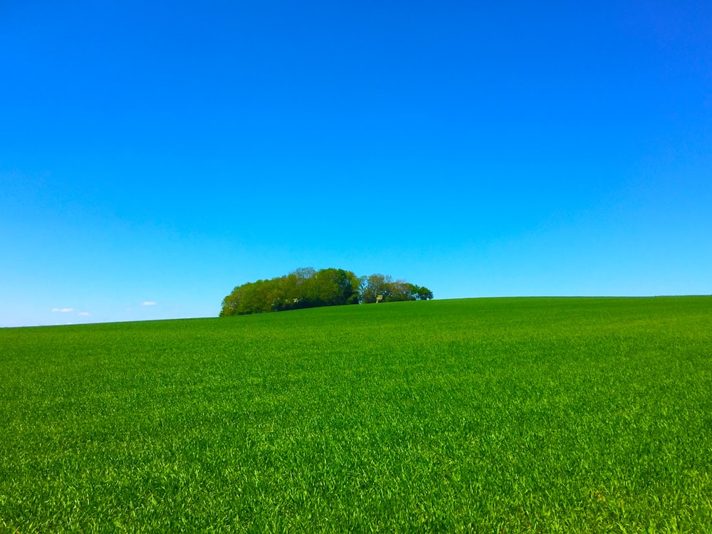 green grass field under blue sky during daytime