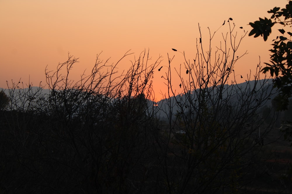 silhouette of plants during sunset