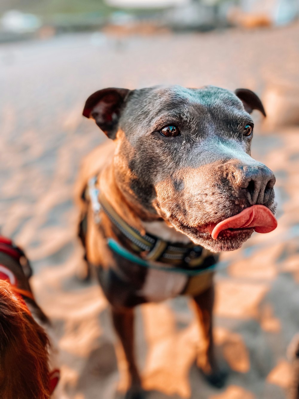 a close up of two dogs on a beach