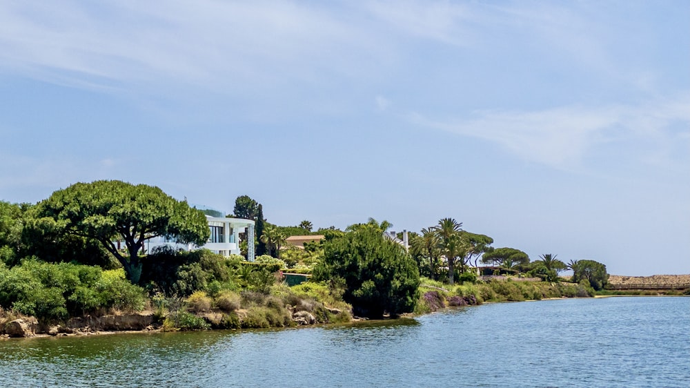 green trees near body of water during daytime