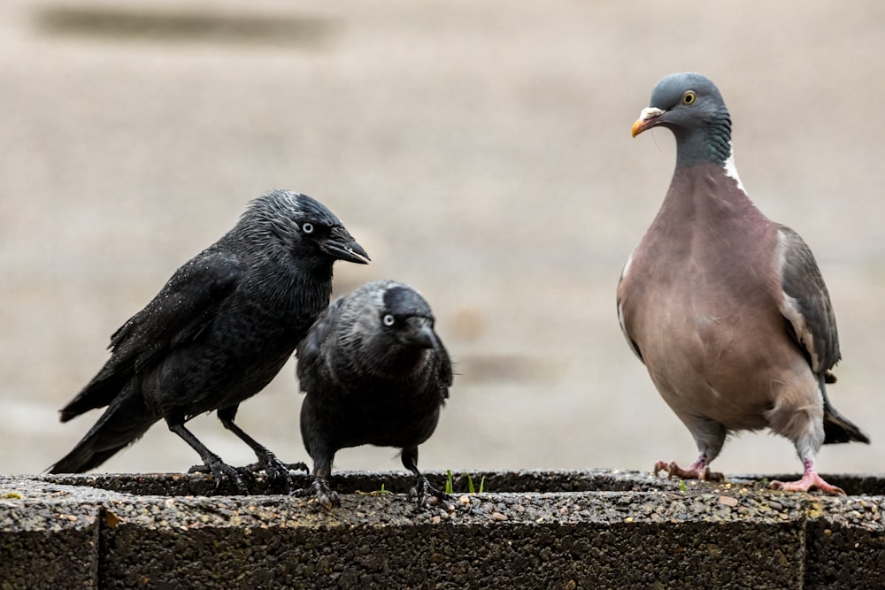 black and white bird on brown soil during daytime